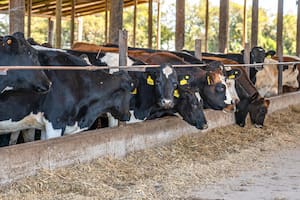 Con sombra y agua fresca se produce más carne y leche