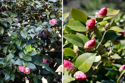 El follaje de la Camellia japonica es de un verde lustroso y perenne, de entre donde se asoman las flores cuando abren (izquierda). Los pimpollos crecen en el ápice o punta de las ramas, desplegándose por completo en invierno.
