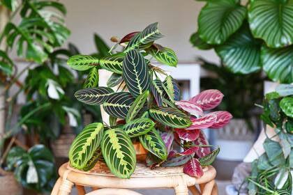 El follaje de la maranta cambia de posición a lo largo del día, sumando dinamismo