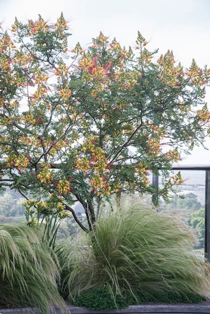 El follaje de las gramíneas resalta la figura del arbusto Barba de chivo