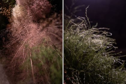 El follaje está armado con la flor de humo —pomposa y salvaje—, mata perro, eucalipto, aguaribay, treifer y lianas.