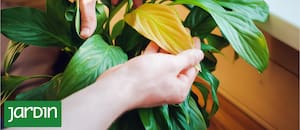 Cómo leer las señales de las plantas y corregir errores antes de que sea tarde