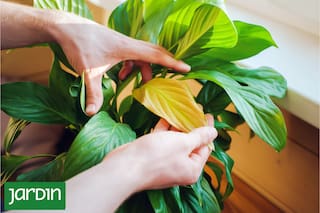 Cómo leer las señales de las plantas y corregir errores antes de que sea tarde