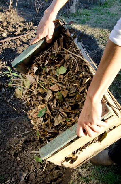 El follaje seco actúa como una manta ecológica: regula la temperatura del suelo y protege la vida subterránea