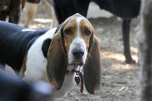 Invierten US$10 millones para que perros y gatos en refugios vivan mejor mientras esperan una familia
