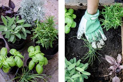 El fósforo es un nutriente clave para la absorción de agua y minerales en la planta