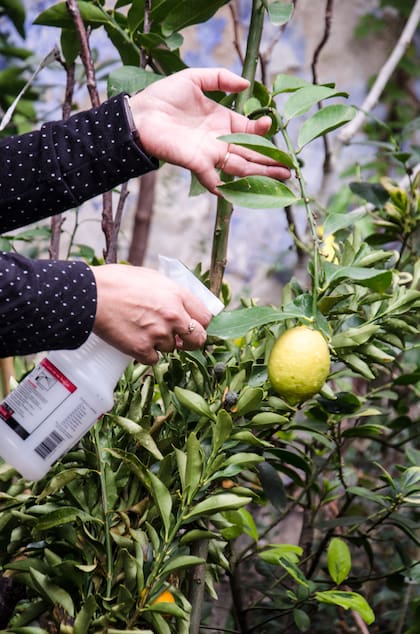 El fósforo y potasio son dos nutrientes imprescindibles para la óptima producción de frutos