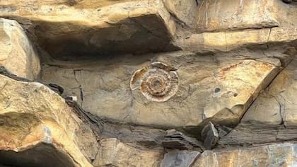 El fósil de amonita de 200 millones de años en la playa de Llantwit Major en el Valle de Glamorgan (Foto: Glenn Morris).
