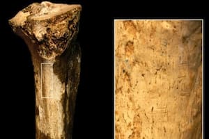 El fósil de una pierna desvela el caso de canibalismo más antiguo conocido hasta ahora