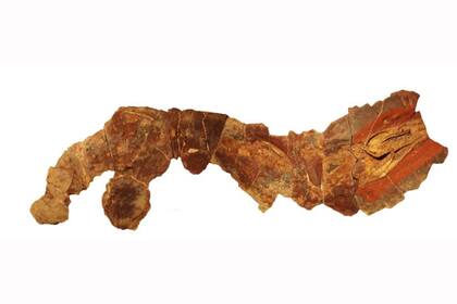 El fósil del antiguo tiburón Phoebodus que fue encontrado en Marruecos