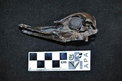 El fósil del ave prehistórica