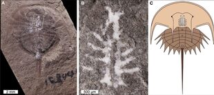 El fósil encontrado en el estado de Illinois, un primer plano del cerebro del cangrejo herradura y una reproducción digital del cuerpo entero