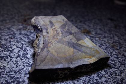 El fósil es único en el mundo con el esqueleto branquial conservado