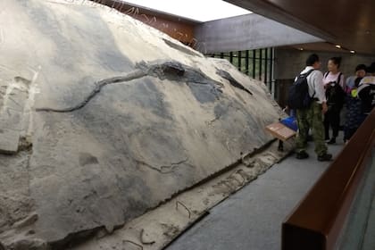 El fósil fue encontrado en China