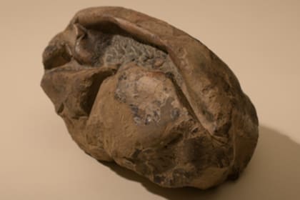 El fósil fue encontrado hace casi 10 años, pero recién ahora descubrieron que se trata de un huevo de cáscara blanda