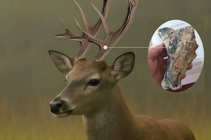 El fósil fue hallado en el yacimiento de Campo Spósito, en el sector Bajo del Tala