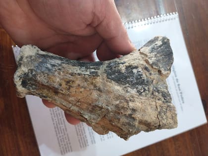 El fósil hallado es un fragmento basal de una cornamenta del ciervo Antifer, extinto hace 200.000 años