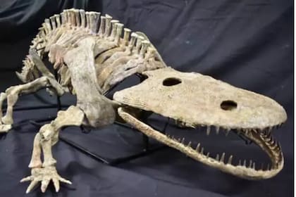 El fósil será trasladado al Texas Through Time Fossil Museum para un proceso de restauración
