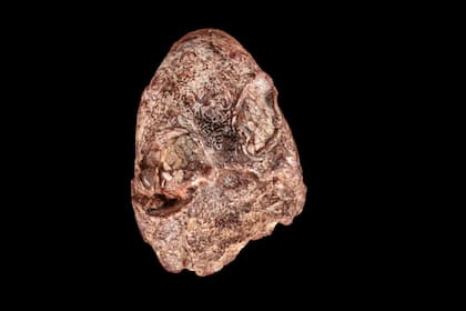 El fósil tiene al menos 270 millones de años (Foto M. Hance/Smithsonian)