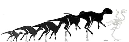 El Foskeia ha sido comparado con un pollo en cuanto a tamaño