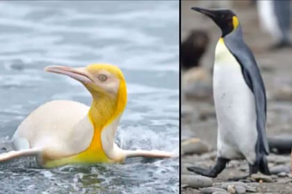El fotógrafo distinguió fácilmente al pingüino amarillo entre más de 120 mil ejemplares