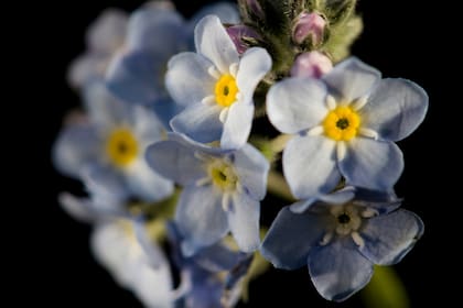 El fotógrafo Leo Vaca retrata flores, hace instalaciones y vende los ramos con una performance callejera