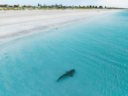 El fotógrafo Sam Wood ya había captado a un tiburón tigre en días recientes, esa vez en Mullaloo Beach