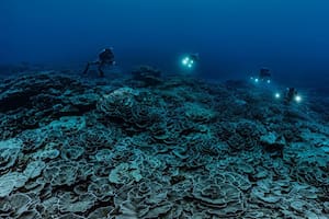 Descubren un gigantesco arrecife de coral virgen en Tahití
