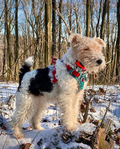 El Fox Terrier es enérgico toda la vida