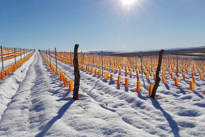 El frío extremo de Sarmiento (Chubut) es uno de los desafíos que enfrenta la bodega Otronia
