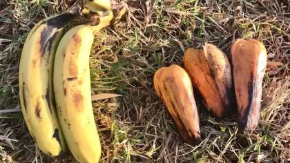 El fruto del banano (izquierda) y el ensete (derecha), parte del menú que preparan los científicos para las próximas décadas