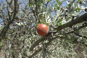El fruto local que combate la tos y los problemas respiratorios con filosofía ancestral