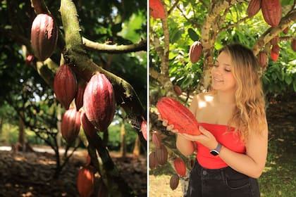 El fruto no cae del árbol sino que debe extraerse en fo9rma manual, tal como muestran a los visitantes