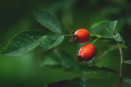 El fruto silvestre del rosal ha sido parte de los saberes antiguos del bosque por siglos