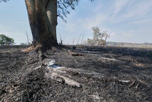 El fuego arrasó más de un millón de hectáreas