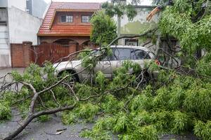 Temporal en Buenos Aires: qué cubren los seguros si un árbol cayó sobre un auto