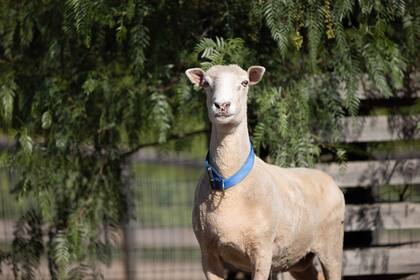 EL futuro de la oveja es prometedor.