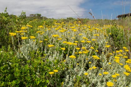 El fynbos o Reino Floral es un tesoro de 8700 variedades, la mayoría florales.