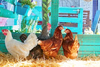 Lo último: ¿vuelve el gallinero a las casas? Famosos y millonarios ya lo tienen