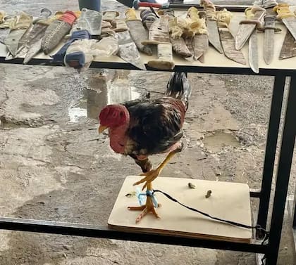 El gallo de riña hallado dentro del penal de Tacumbú