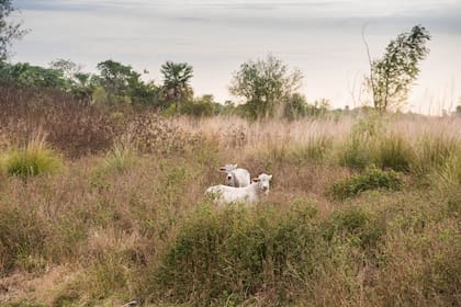 El ganado convive con la fauna autóctona en el Sitio Ramsar Jaaukanigás.