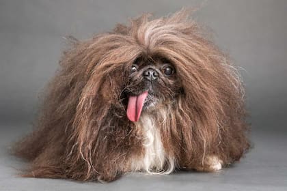 El ganador de la competencia es un perro pekinés al que nunca le cortaron el pelo