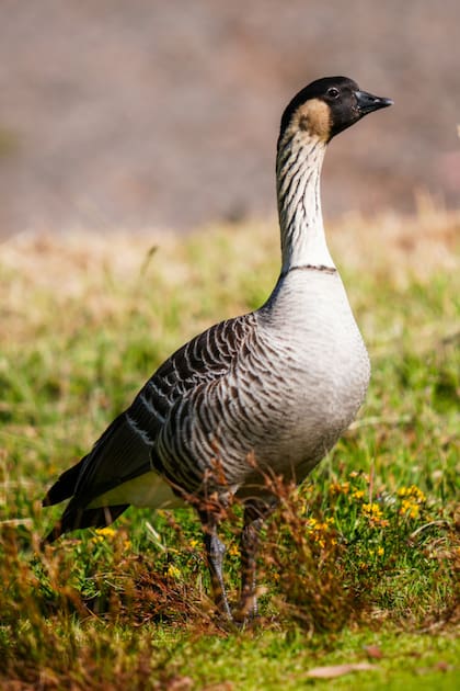El ganso hawaiano, la focha hawaiana y el pretel hawaiano son algunas de las especies que peligran a causa de los gatos salvajes de Hawái