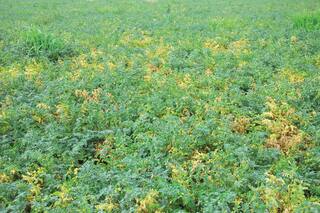 Cultivos alternativos, una opción para diversificar la producción