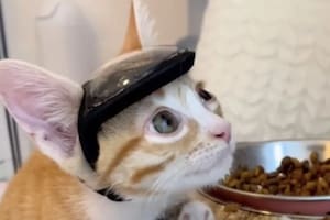 El gatito debía usar una protección especial para proteger su cabeza (Foto: El Tiempo)