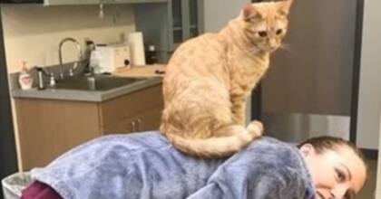 El gatito Ron fue rescatado de la calle y ahora acompaña a otros animales