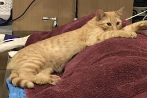 La conmovedora historia de un gatito callejero que calma animales en un hospital veterinario