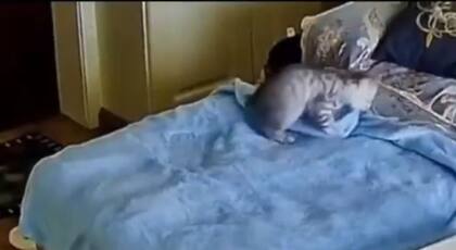 El gato acomodó la manta en la cama y se acostó arriba