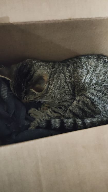 El gato, al que le calcularon un año de vida aproximadamente, estaba débil y enfermo.