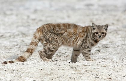 El gato andino es el felino más amenazado del continente, según los especialistas en fauna silvestre.